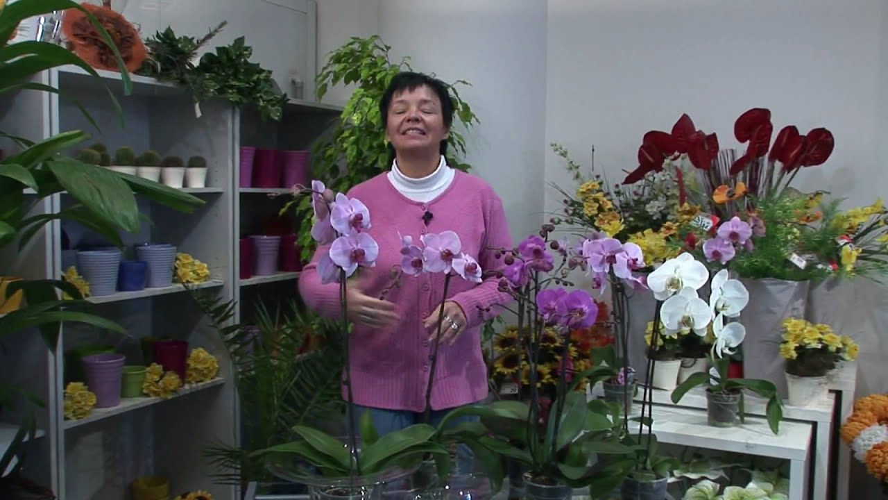 Orchidea Phalaenopsis - pěstování orchidejí - YouTube