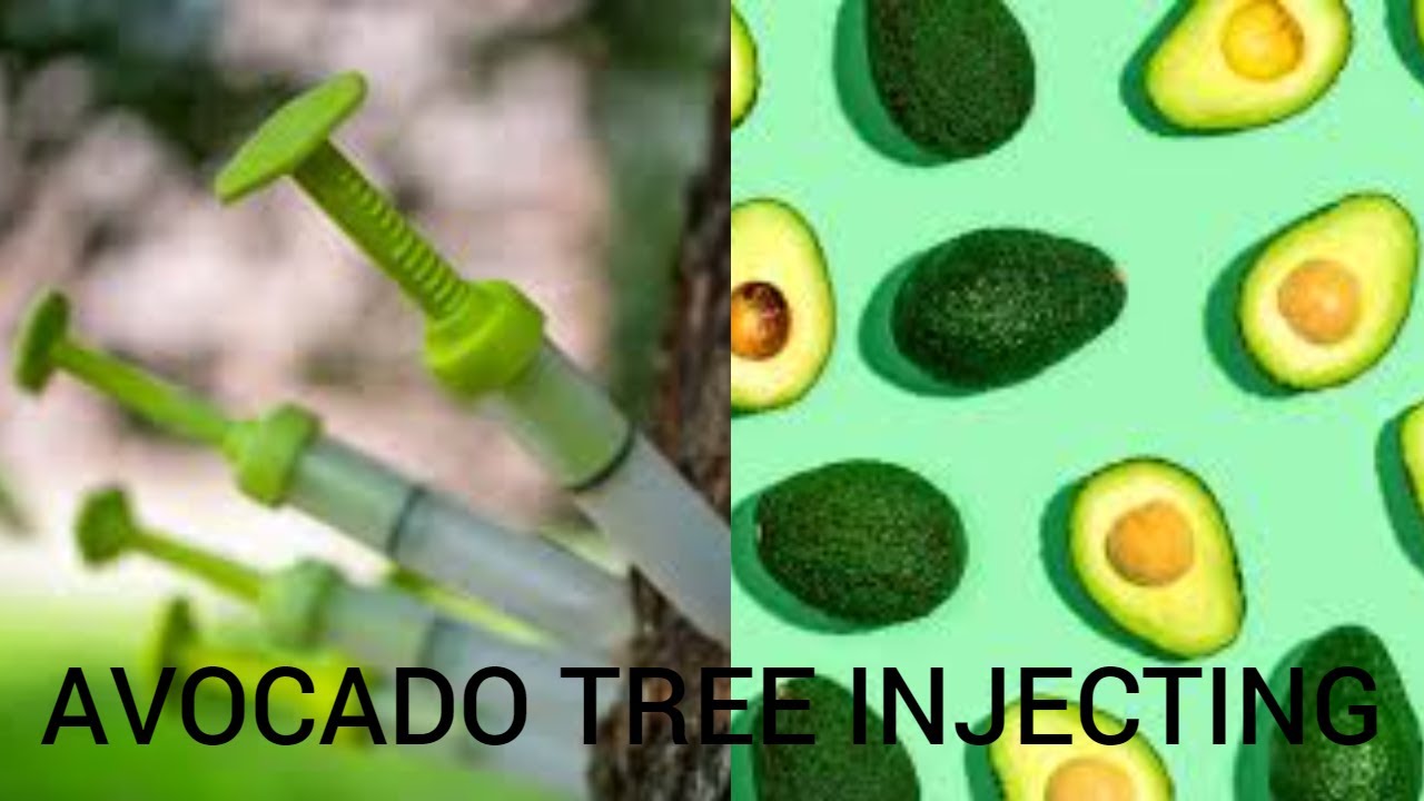 Avocado Tree Injection 𝘼𝙫𝙤𝙘𝙖𝙙𝙤 𝙩𝙧𝙚𝙚 𝙞𝙣𝙟𝙚𝙘𝙩𝙞𝙣𝙜 (𝙁𝙖𝙧𝙢𝙞𝙣𝙜 𝙛𝙤𝙧 𝙩𝙝𝙚 𝙛𝙪𝙩𝙪𝙧𝙚) - YouTube