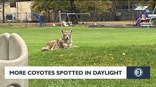 More coyotes spotted in daytime around Madison 'a little unusual,' expert says