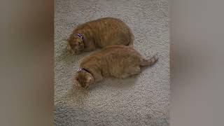 When you share one brain cell! Synchronized Orange cats. #cat #orangecat #cutecatshorts #cutecat