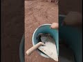 Serpientes atacan a hombre #viral #shorts
