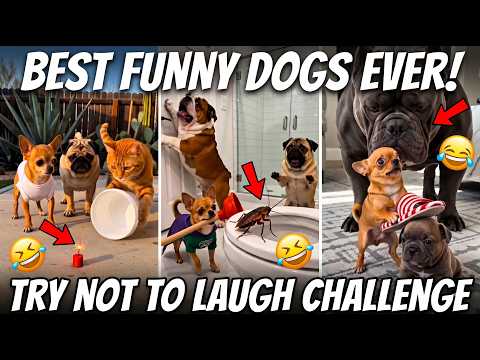 Try Not To Laugh Challenge 2026 - Funniest Dogs Ever! 🐶😂