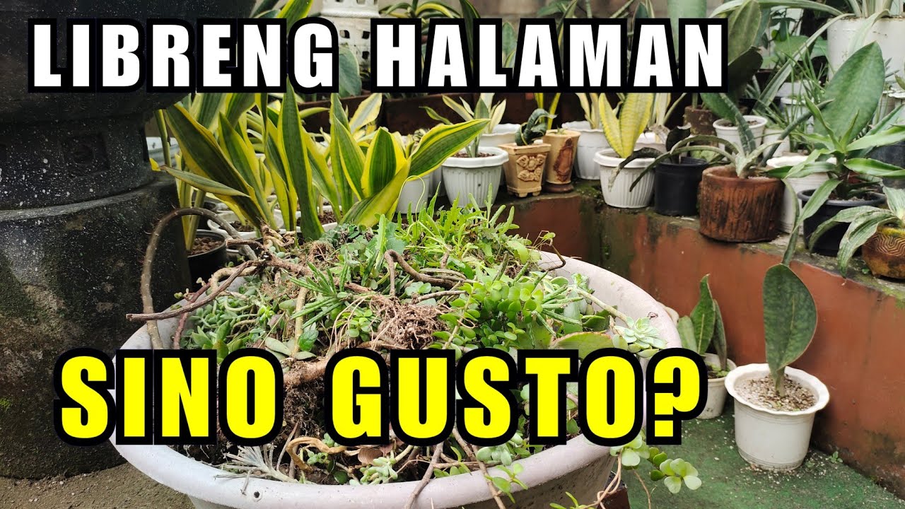 PREPARING FOR MY NEXT GARDEN PROJECT | SINO GUSTO NG LIBRENG HALAMAN?