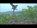 Jefferson Returns After Fledging - Welcome Home Jefferson - June 16, 2023 - NCTC Bald Eagles