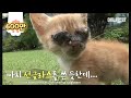 세상의 빛을 한번도 보지 못한 아기냥이..그리고 그 곁에는ㅣThis kitten never got to see the light of the world...