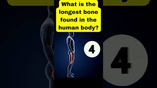 One Question - What is the longest bone found in the human body