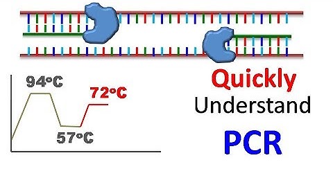 Polymerase chain reaction (PCR)