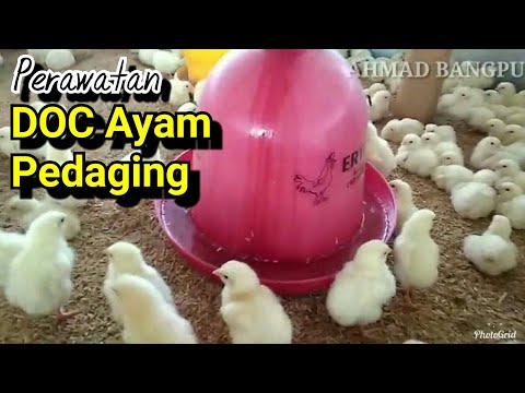 Video: Cara Membesarkan Anak Ayam Pedaging