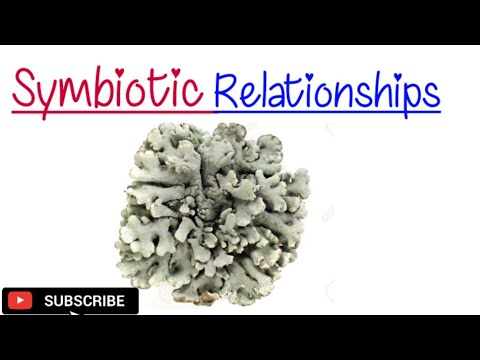 Video: Ano ang lichen symbiotic na relasyon?