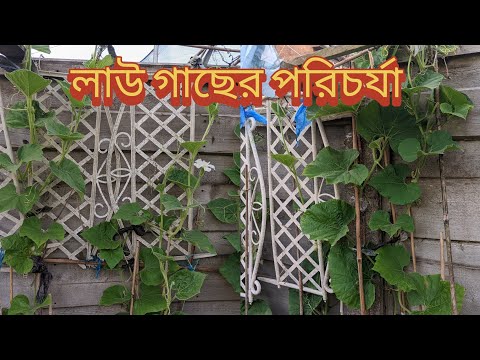 লাউ গাছে কোন কাজ গুলো করে দিলে প্রচুর ফুল ও লাউ আসবে/লাউয়ের গাছের যত্ন/Summer Gardening UK 2026