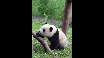 Gấu trúc Thần Thần ở sở thú Trùng Khánh #chengcheng #thanthan #panda #pandalover #panda #gấu