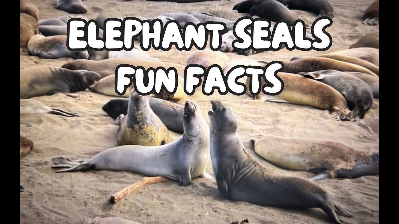 Fun Facts About Elephant Seals YouTube