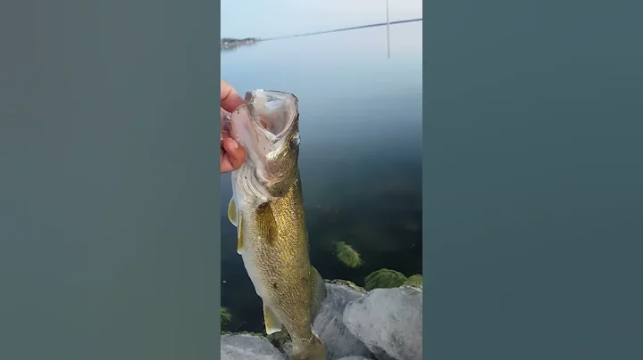 Walleye