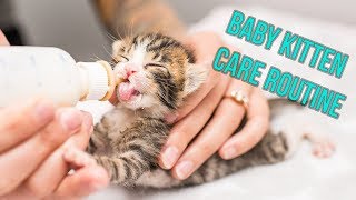 Kitten Nursery Care Routine for Neonates!