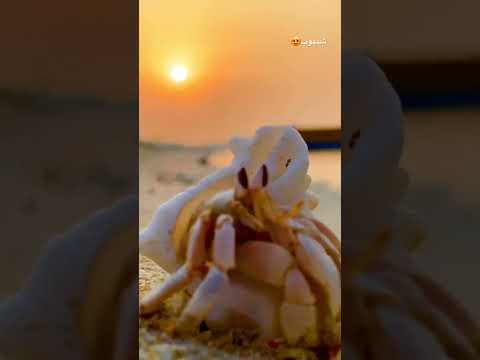 شنیوب ساحل زیبای هرمزگان شهرستان پارسیان