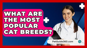 What Are The Most Popular Cat Breeds? - PetGuide360.com