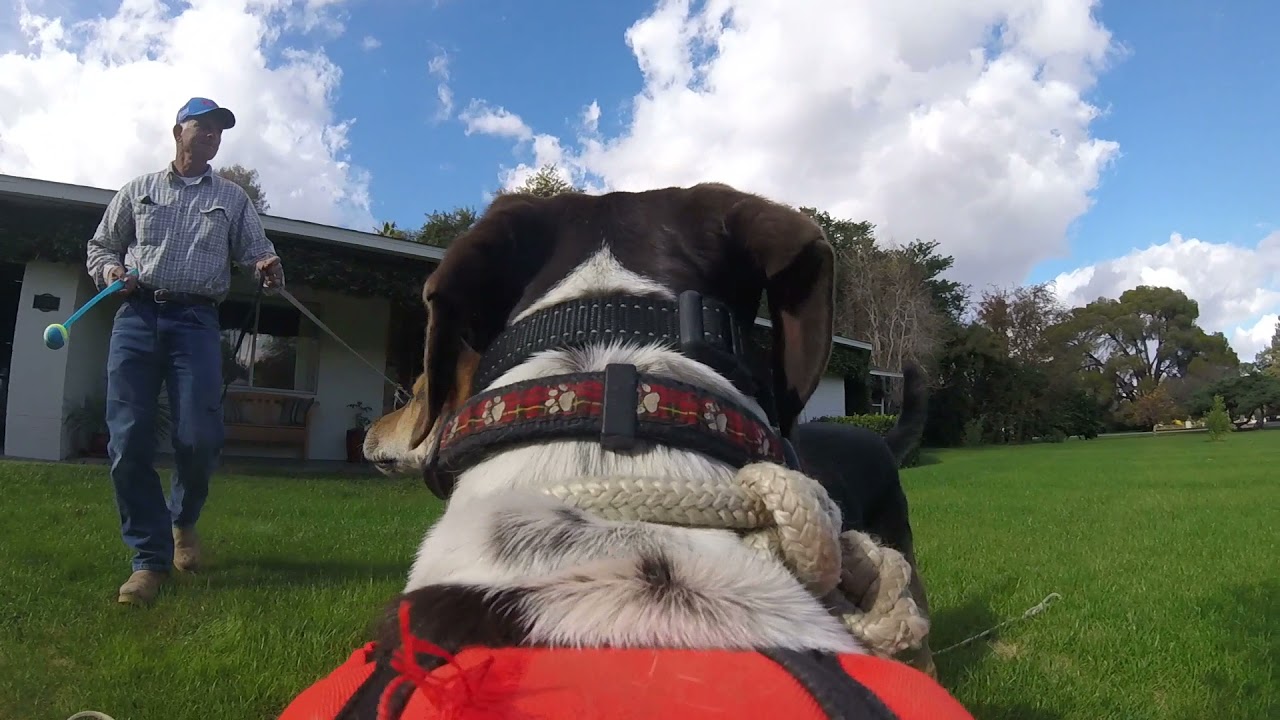 Emily and Connor's ball thrower gift YouTube