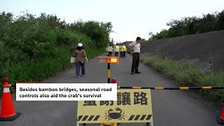 Taiwan's migrating crab population rebounds thanks to safer road crossings