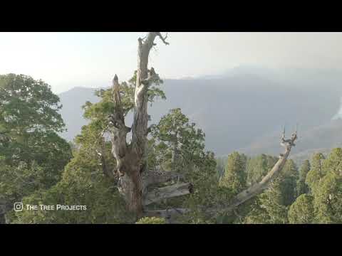 Video: Alder Creek Sequoia Grove Te Koop