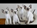 Funny Siamese Cat Videos - Loud Siamese Cat Meowing Talking Cute Siamese Kitten Sounds Ragdoll Twins