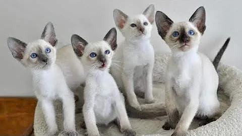 Watch the video about Funny Siamese Cat Videos - Loud Siamese Cat Meowing Talking Cute Siamese Kitten Sounds Ragdoll Twins