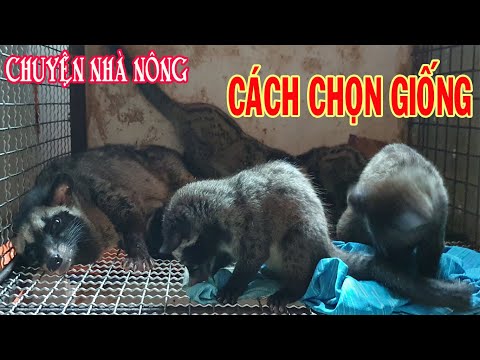 Video: Cách Chọn Hương