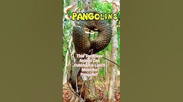 This Toothless Animal Can Outsmart a Lion? -  Meet the Pangolin #animals #pangolin