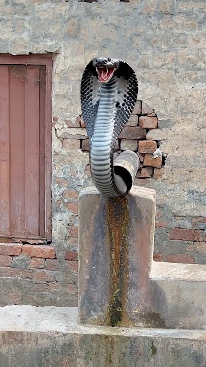 King Cobra attacked the fishes