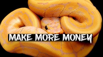 How to Make More Money Selling Ball Pythons