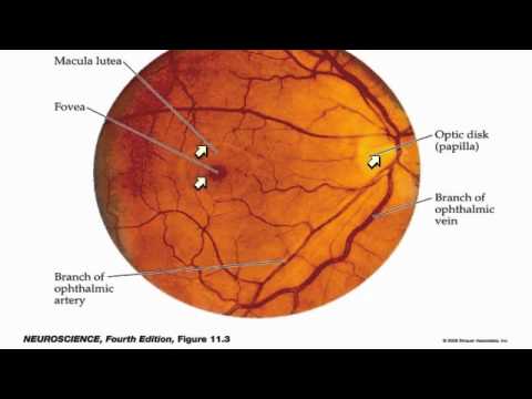 Part 1 - Genetics of Aniridia