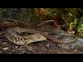 El lagarto más raro de San Luis Potosí Lagartija Caimán (Gerrhonotus infernalis)