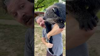 This is a bearcat, even though it’s neither a bear nor a cat.
