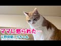 失敗？しちゃった！表情豊かな元野良猫ころちゃん