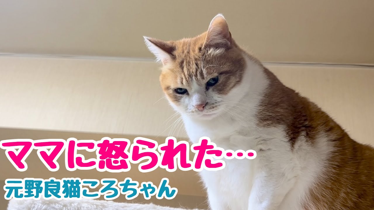 失敗？しちゃった！表情豊かな元野良猫ころちゃん - YouTube