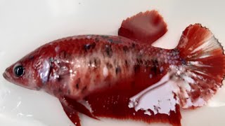 CIRI CIRI IKAN CUPANG  BETINA   SIAP KAWIN