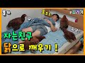 [ENG/IND](몰카)조류 무서워하는 친구 토종닭으로 깨워버리기!!ㅋㅋㅋㅋ리얼반응 도랏다ㅋㅋㅋㅋㅋㅋ