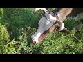 Можно ли корове мокрую люцерну есть?