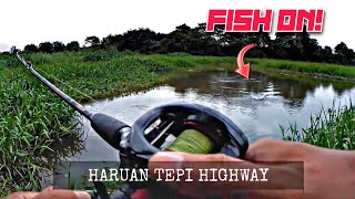 CASTING HARUAN TEPI HIGHWAY MEX GUNA SOFT FROG EXP RUGBY | EP.103 screenshot 4