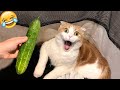 Funniest animals 2022  funniest cats and dogs  part 02  happy cats vn