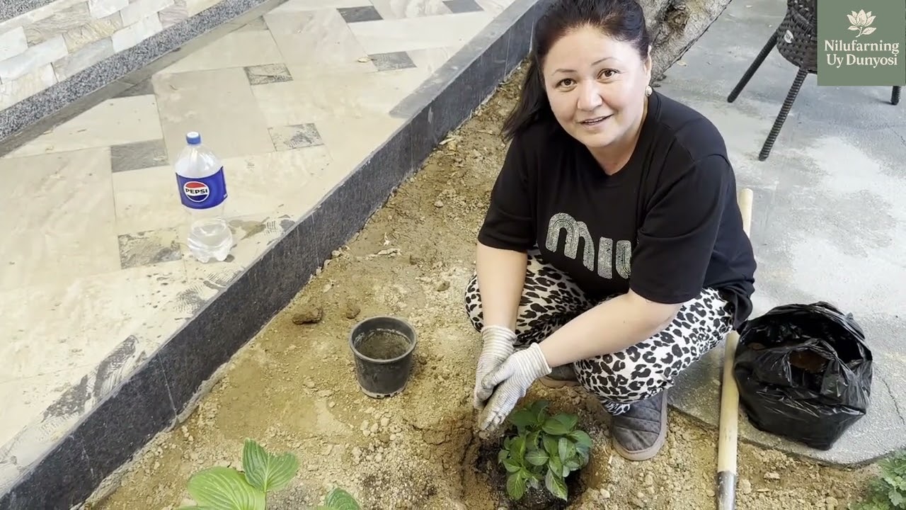 Gortenziya gul ekdim