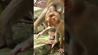 1lovely baby play happy together  #monkey #babyanimal #animals #cute #babyanimals