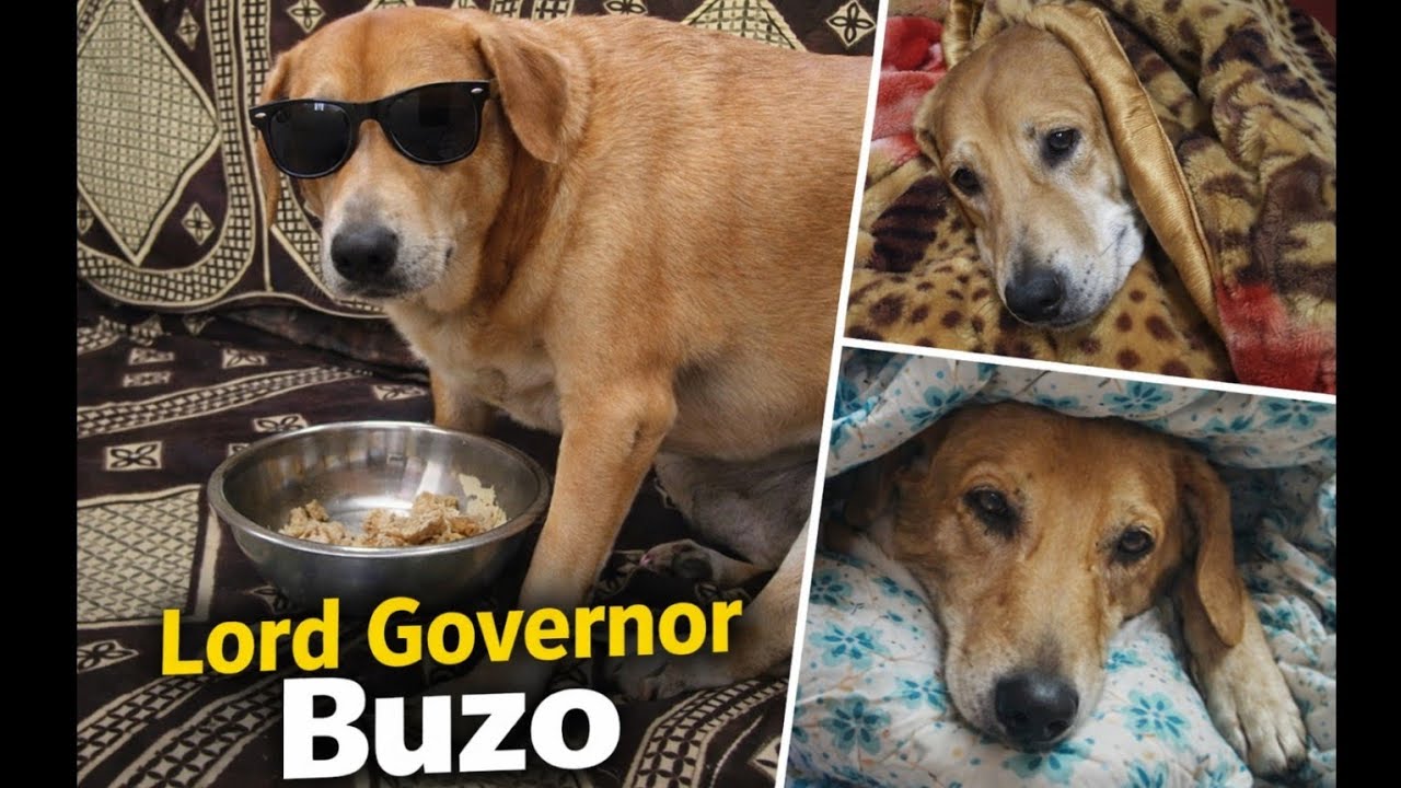“Hamare Ghar Ke Lord Governor – Buzo 😂🐶”