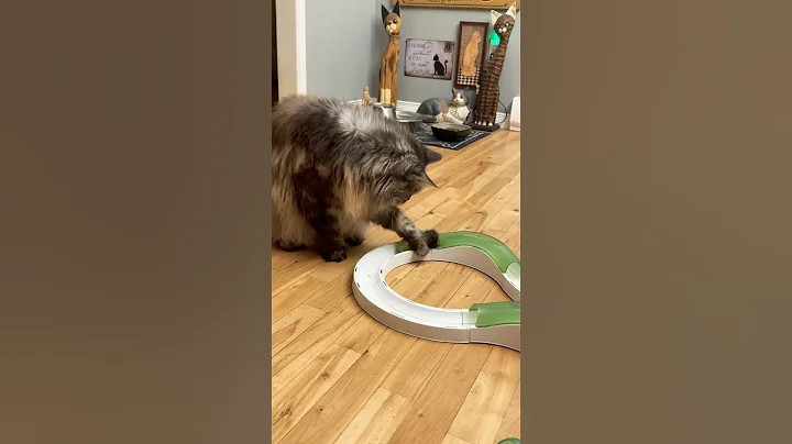 Watch the video about On Top Of His Game #catslife #mainecooncapers