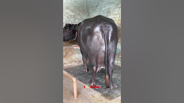 "New milk record: This buffalo is making history! 🐄🥛"