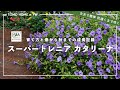 PW スーパートレニア カタリーナ 育て方 by ともHOMEさん