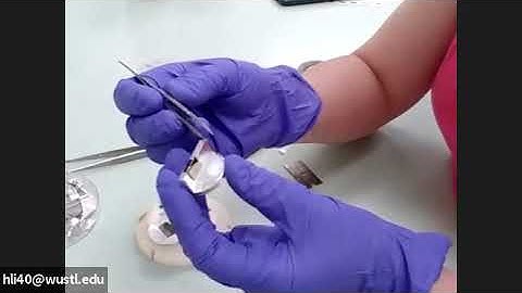 ESEM Training 1: Mount samples to metal sub