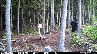 Black bear 2