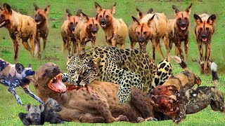 WOY! Painful Hyena Is Brutally Attacked By Wild Dogs To Steal Its Prey And The Profiteer Is Leopard