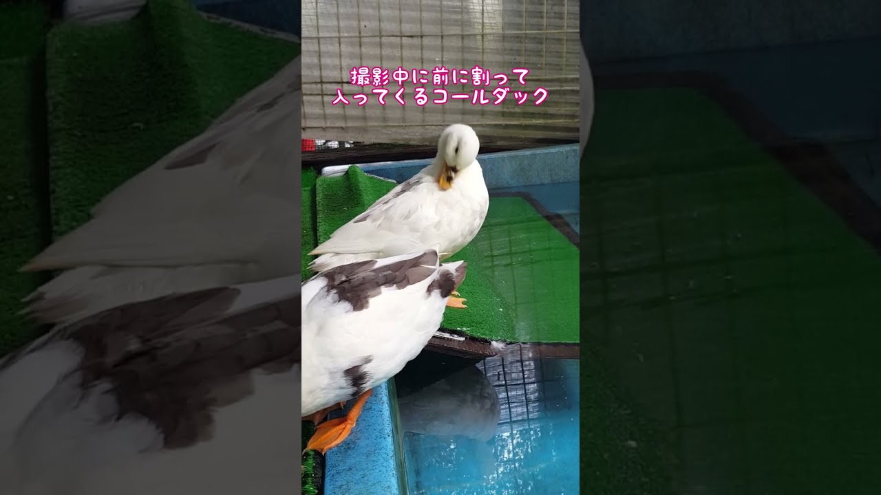 アニマル動画】撮影中に前に割って入ってくるコールダック