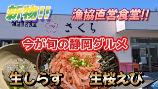 【さくら】漁協直営食堂で新物の生桜えびと生しらすを食べてきました!静岡の旬の味覚は最高です